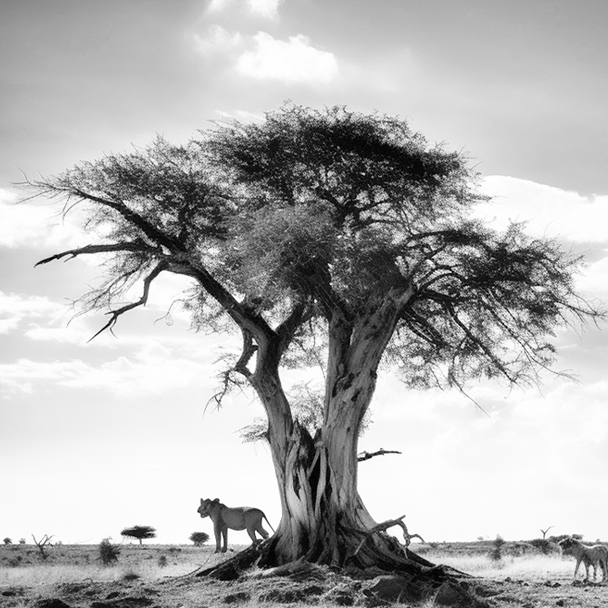 Африканская саванна